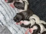5 French Bulldogs Puppies For Sale