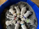 9 Beautiful French Bulldog Puppies