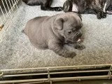 Kc Registered Male French Bulldogs