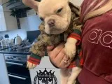 Quality Kc Registered French Bulldogs