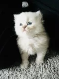 Beautiful Persian Kittens