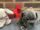 Lovely Male Frenchie