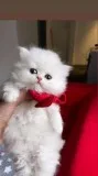 Last Chinchilla Girl