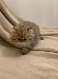 rare Top Pedigree Golden Persian