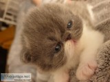 Beautiful Blue and White Flat Faced Persian Kitten