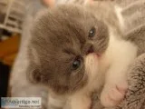 Beautiful Blue and White Flat Faced Persian Kitten