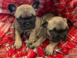 French Bulldog Puppies