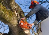 Get the Best Tree Removal and Maintenance Services