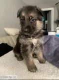 German shepherd puppy