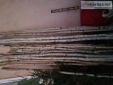 8 ft white birch poles thin and medium size