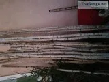 8 ft white birch poles thin and medium size