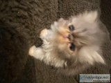 Cute Persian Kittens Currently Available