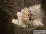 Cute Persian Kittens Currently Available