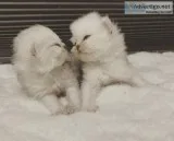 Persian Cat For Sale