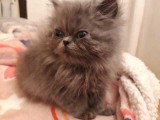 CFA Persian Kittens - Pure Bred - Red Tabby Males