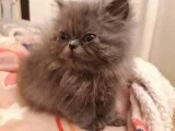 CFA Persian Kittens - Pure Bred - Red Tabby Males