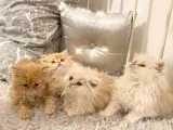 BEAUTIFUL SOLID WHITE BLUE EYED PERSIAN FEMALE KITTEN
