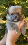 Pomeranian Pups