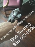 Correcting canine problem dogs
