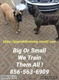 Handling all breed dogs