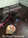 We control your canine