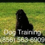 All Dogs Unruly Control