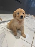 Registered Golden Retriever Puppies