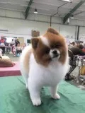 Lovely Pomeranian Puppies for Sale