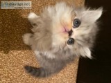 Persian Brother and Sister Available