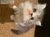 Persian Brother and Sister Available