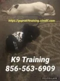 We handle your dog training n more