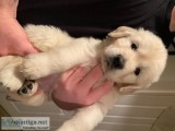 Registered Golden Retriever Puppies