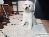 Male and Female Golden Retriever Puppies Available