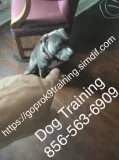 We control all 234aa breeds 