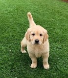 Two Adorable Retrievers for Adoption
