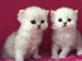 CFA Persian Kittens - Pure Bred - Red Tabby Males