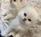 Very beautiful persian kittens looking for new home