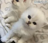 Very beautiful persian kittens looking for new home