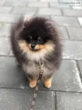 Available Pomeranian