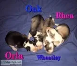 Aluskie pups for rehoming