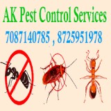 Termite Treatment in Mohali