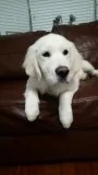 Attractive Golden Retriever Puppies