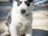 9 week old Huskies for sale