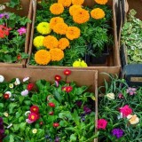 Nursery Port Angeles