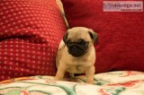 Pug Puppies will love you