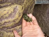 Mossy frog tadpoles