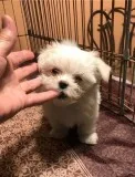 Great Bloodlines Maltese Puppies
