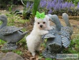 Pure White Maltese Ready for New Home
