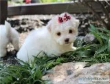 Two Teacup Maltese Puppies Needs a New Family