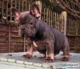 French Bulldog Puppies for Adoption